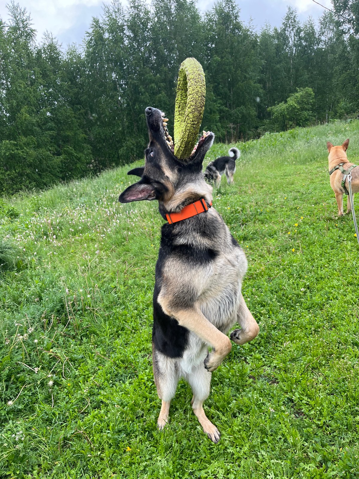 German Shepherds play fetch in Nizhny Tagil parks