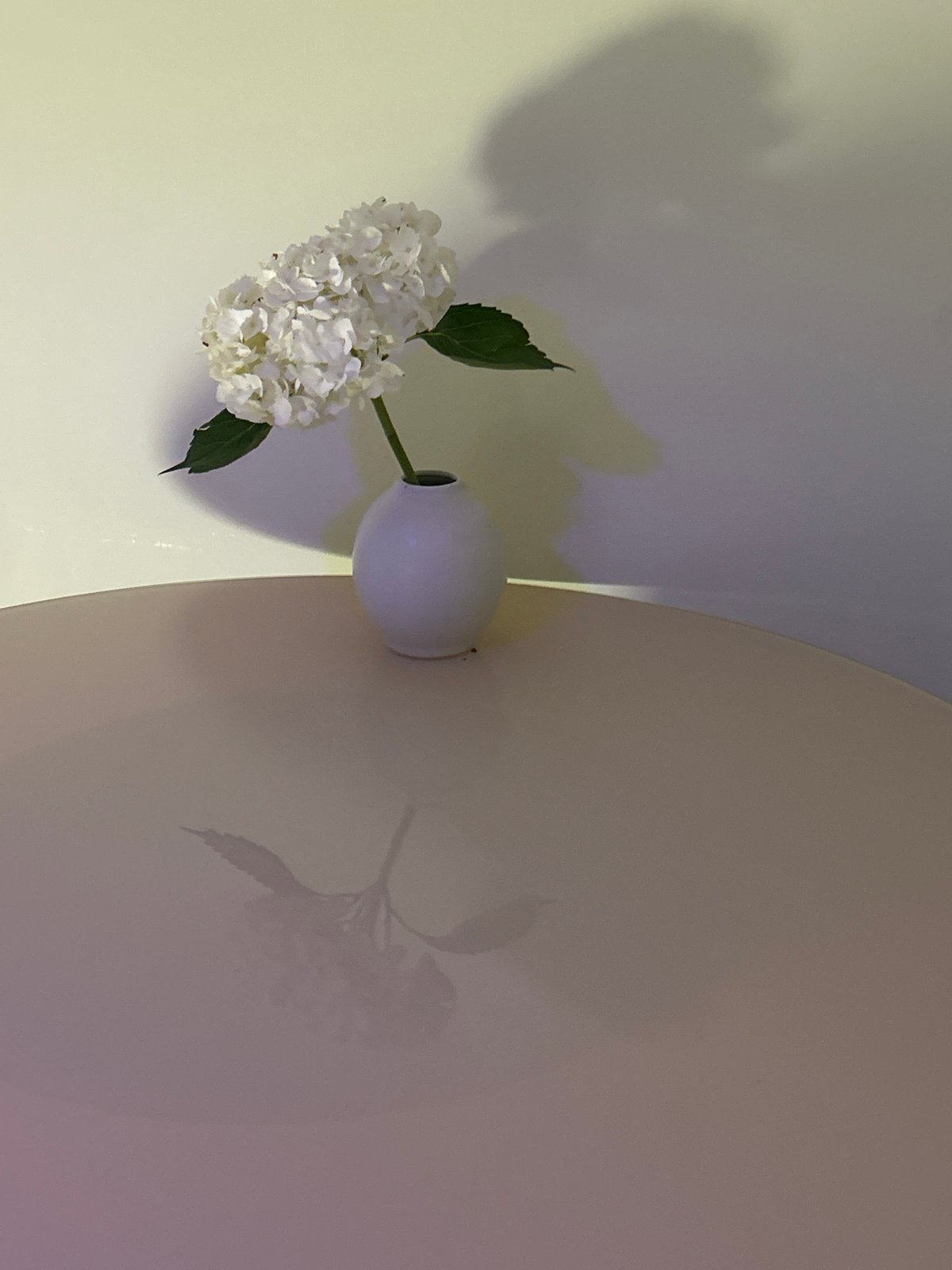 White hydrangea photographed on table in Barcelona evening