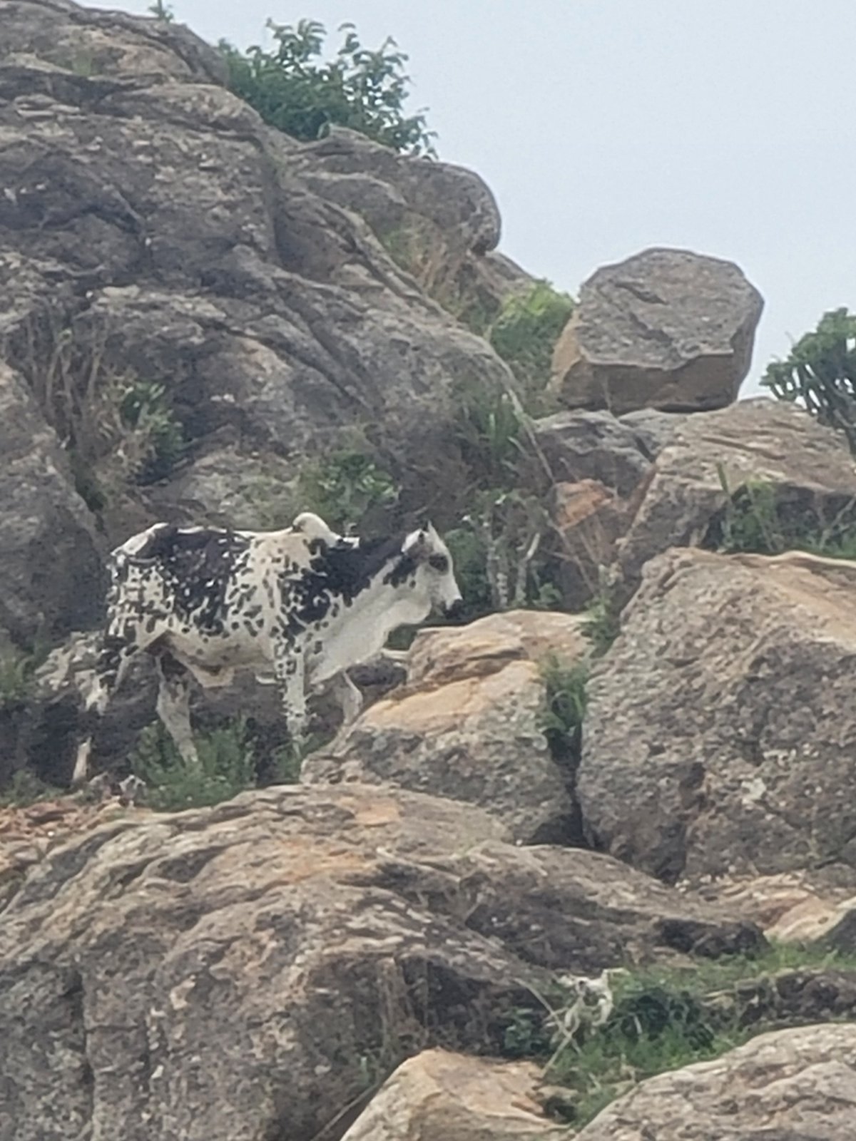 Everyday life and nature around a rocky Nigerian hillside village