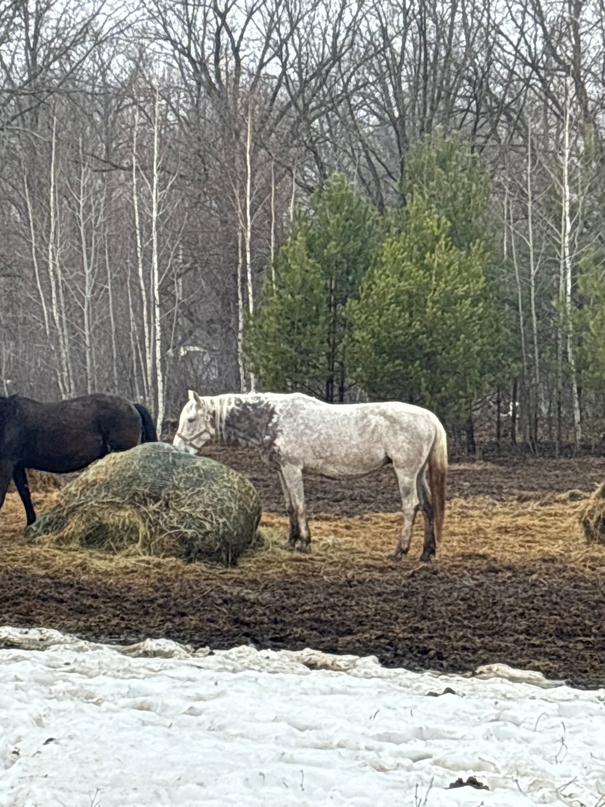 Horses observed in snowy field near Noviy, Russia