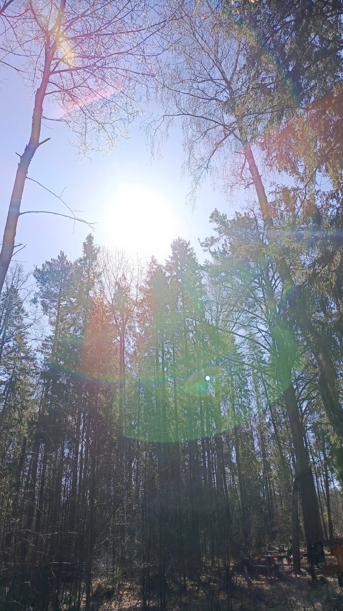 Morning forest scenes documented across rural woodland area