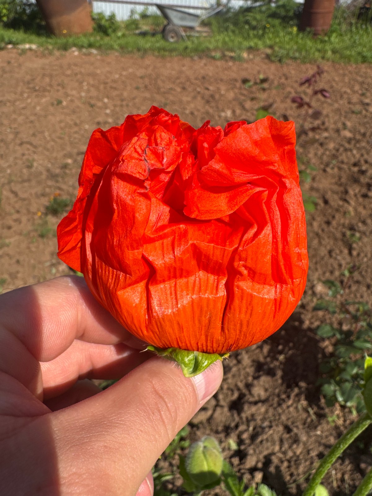 Person holds vibrant poppy flower in Chaikovsky, Russia