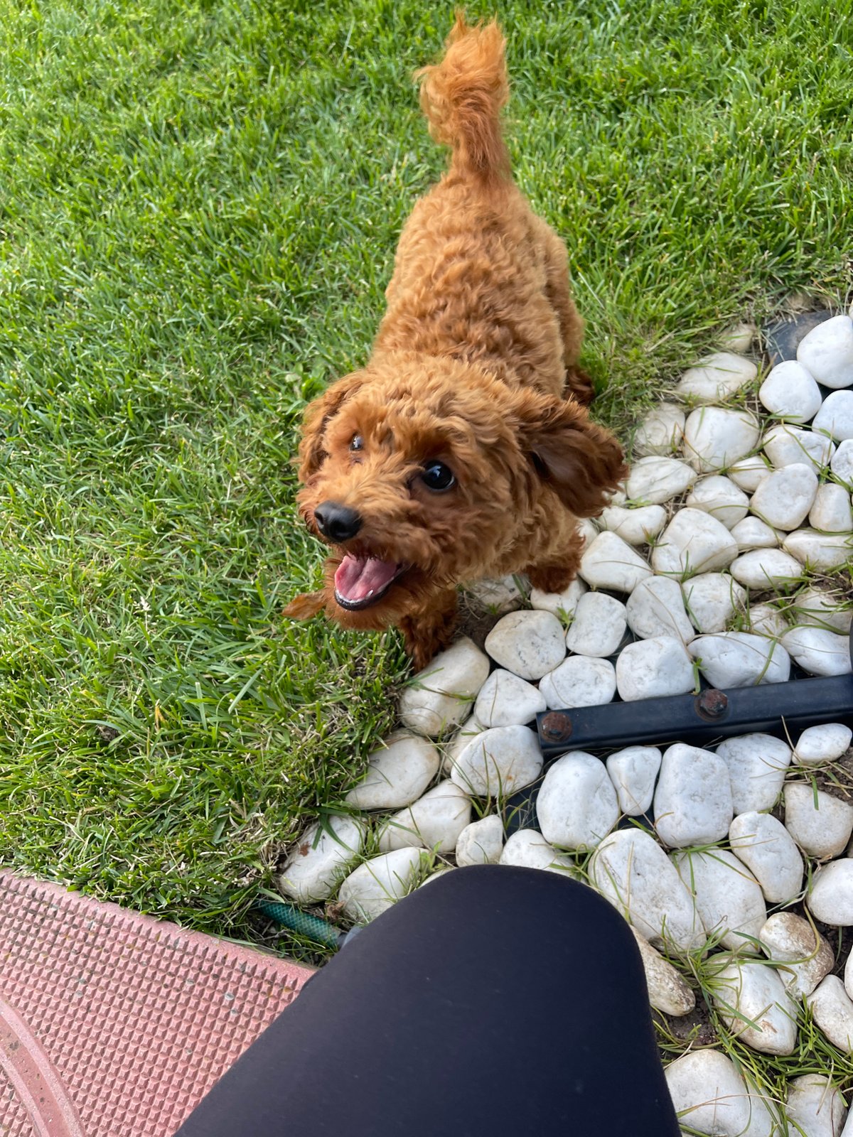 Sofia resident documents afternoon self-care session with playful poodle