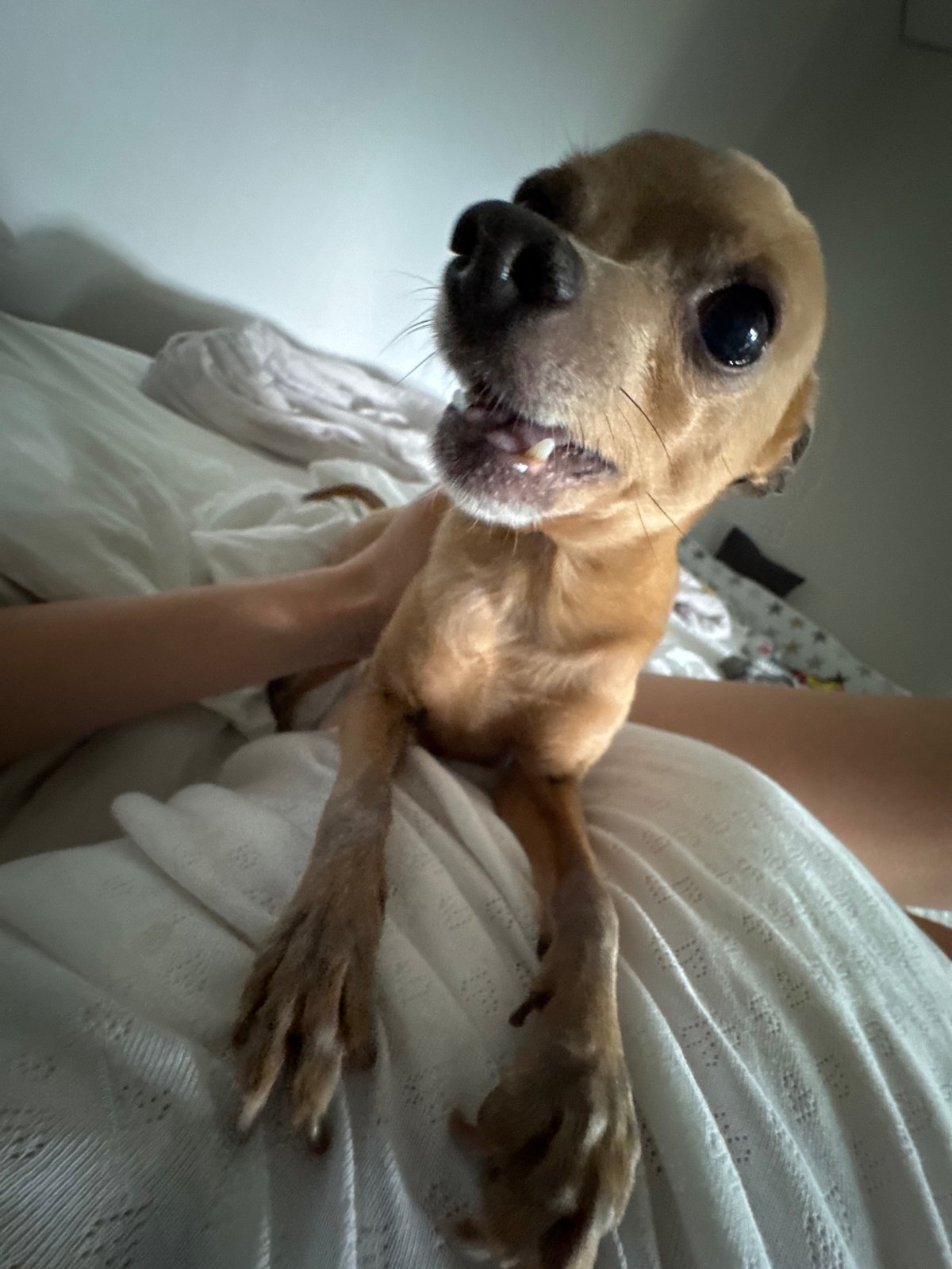 Woman and Chihuahua share quiet morning moments in Chaikovsky