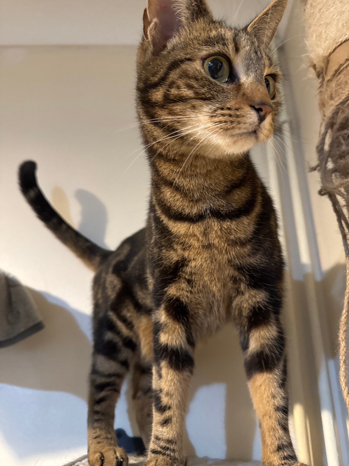 Tabby cats documented in routine domestic activities in Desborough