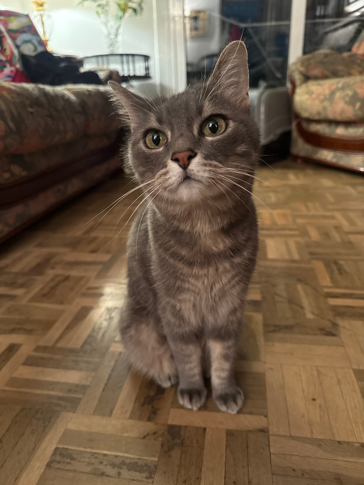 Person and grey tabby cat share quiet moment in Barcelona