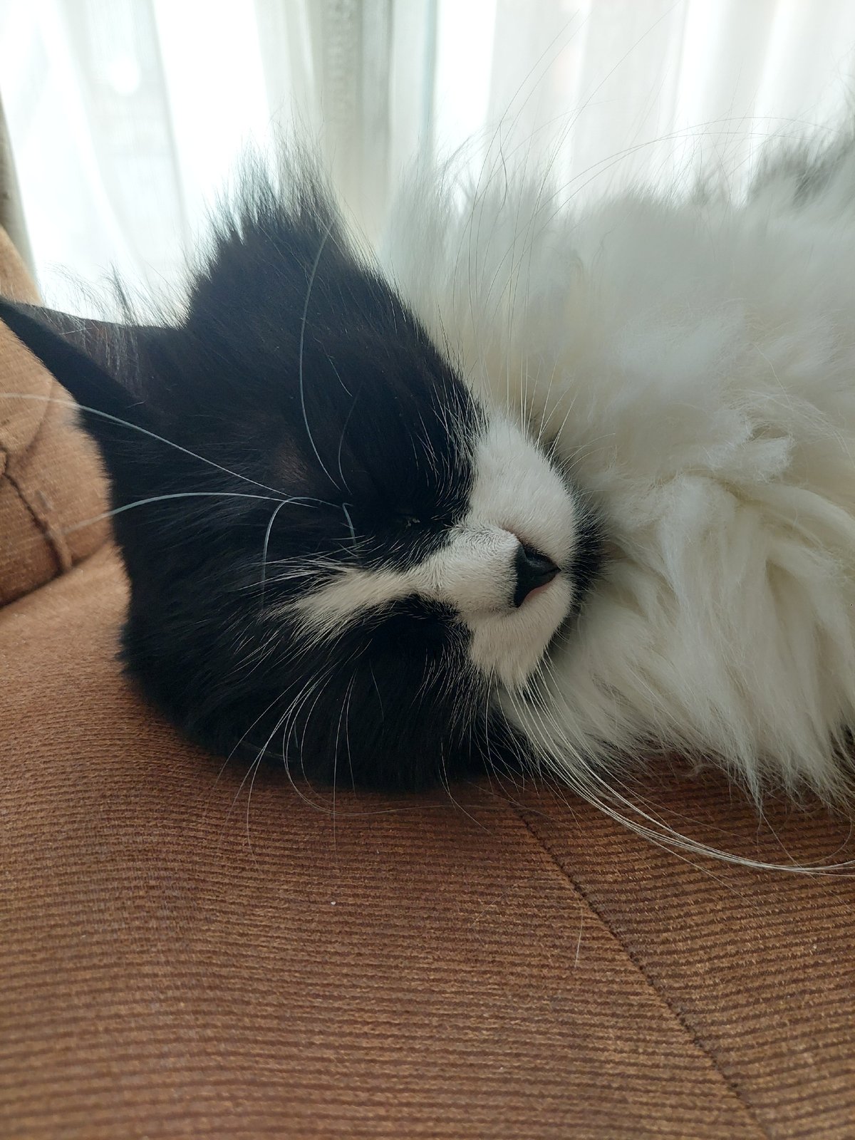 Cat relaxes upside down on furniture in Plovdiv
