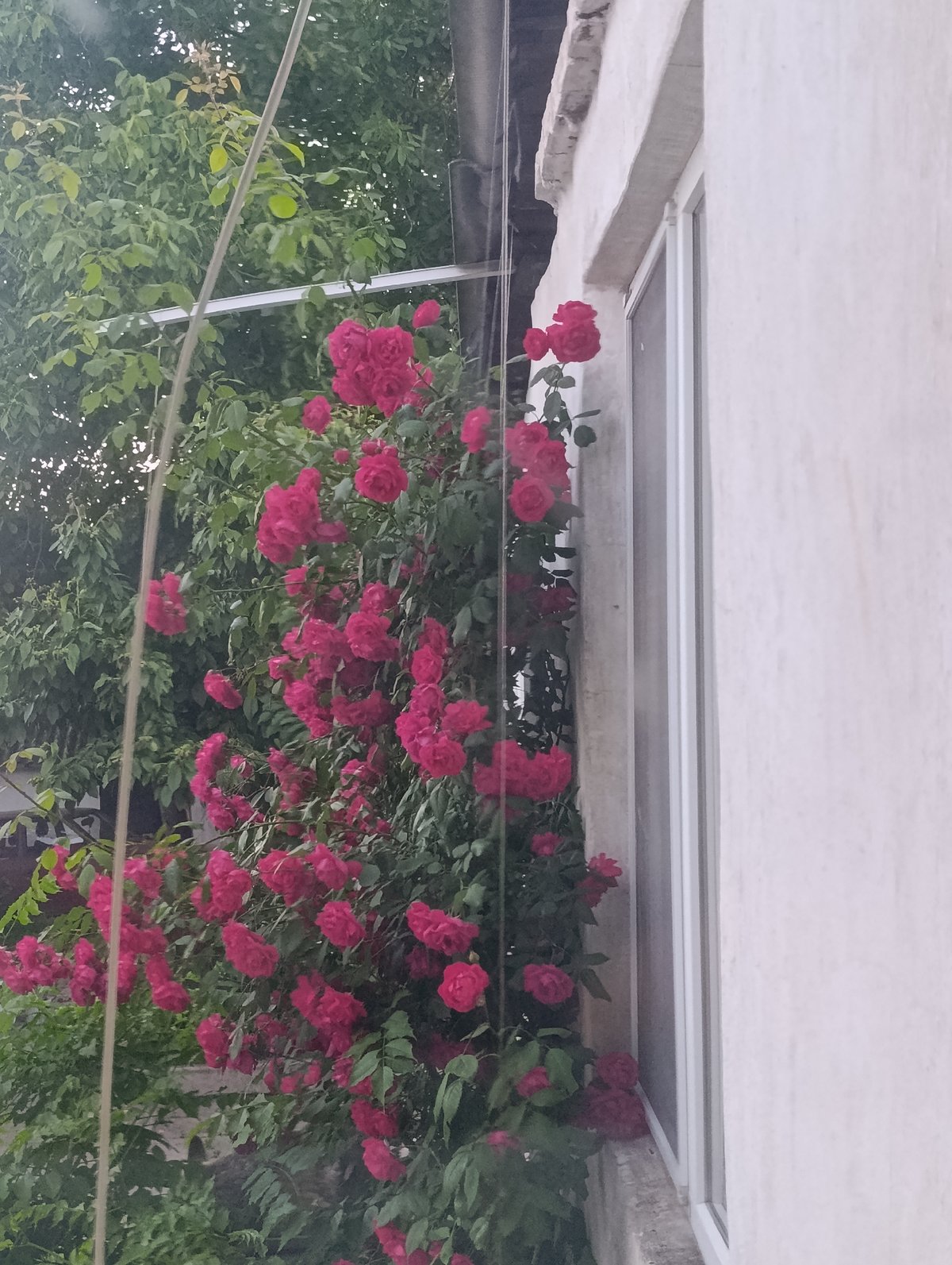Garden snapshots, a relaxed dog, and casual meme browsing