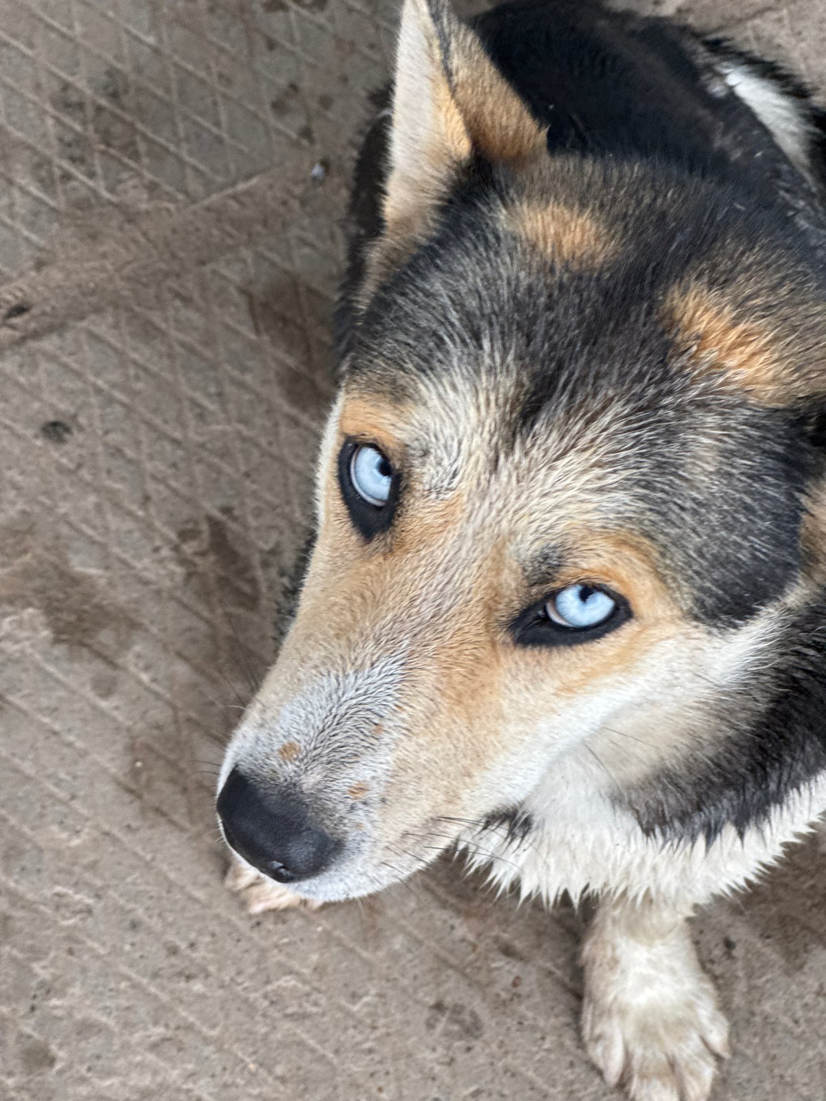 Blue-eyed Husky photographed during rainy morning in Mozhga, Russia