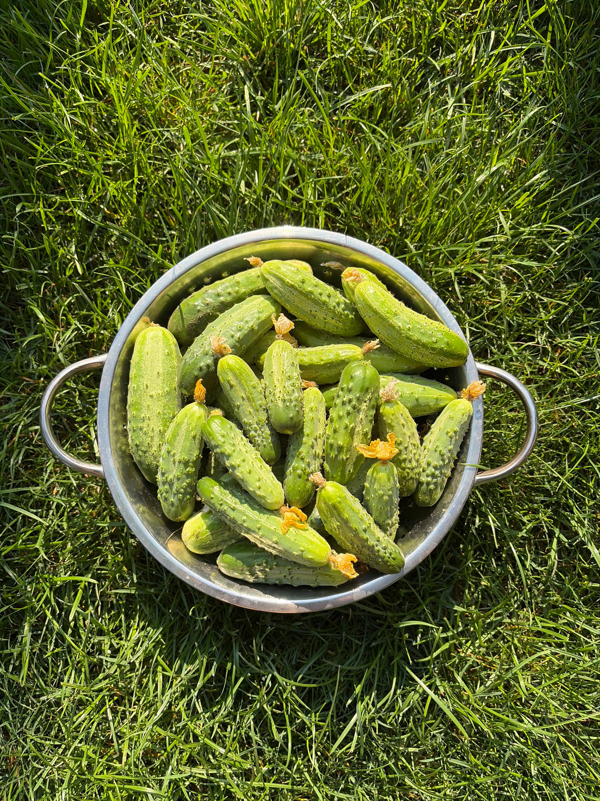 Lazy summer morning in a Moldovan backyard