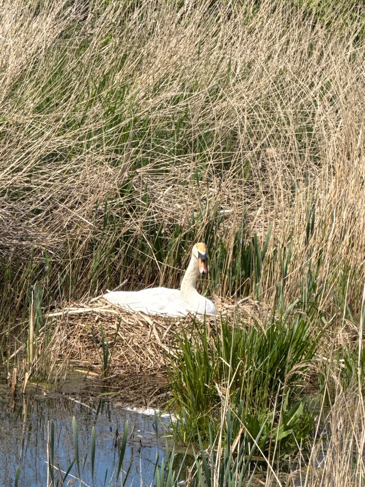 Swan spotted nesting in Great Yarmouth marshland