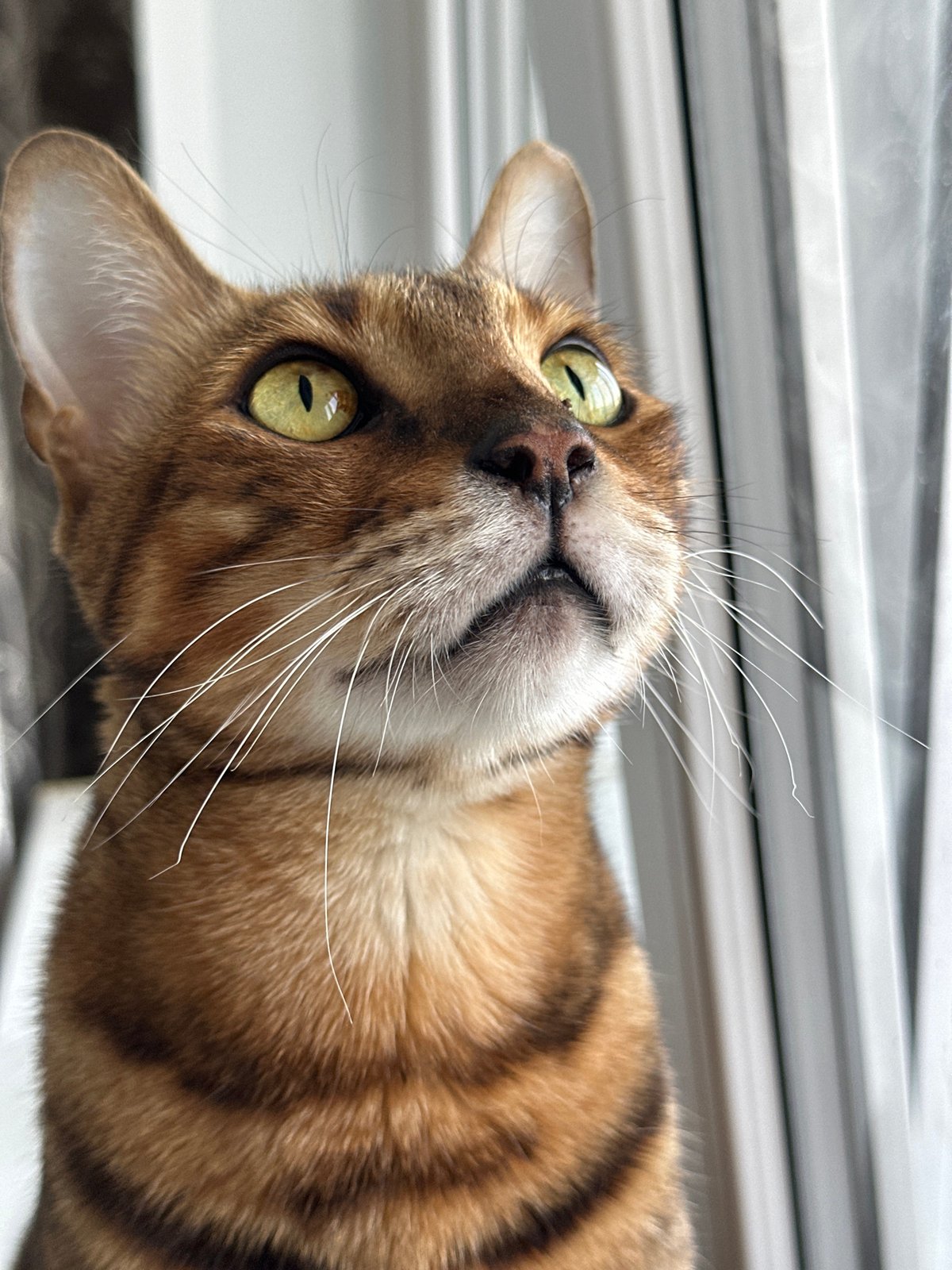 Bengal cat photographed up close on a Russian windowsill