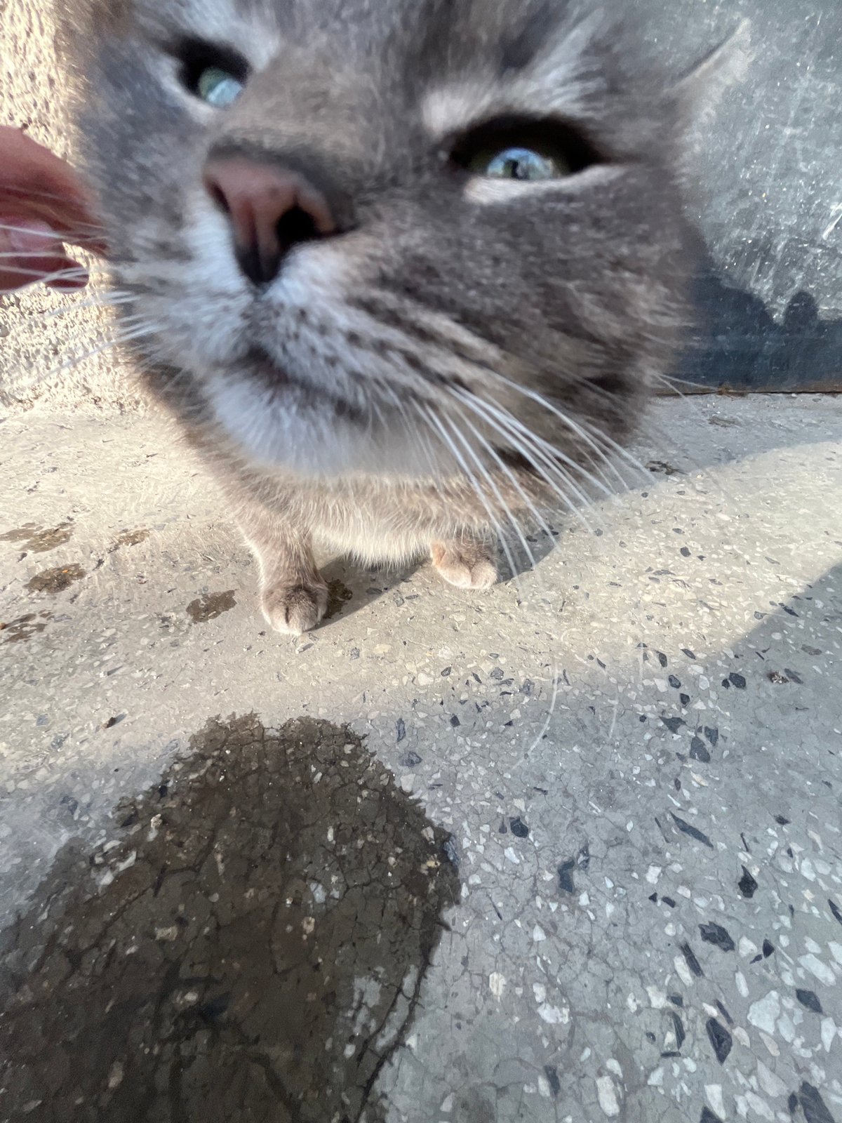 Gray tabby cat explores vehicle interior in Vidin