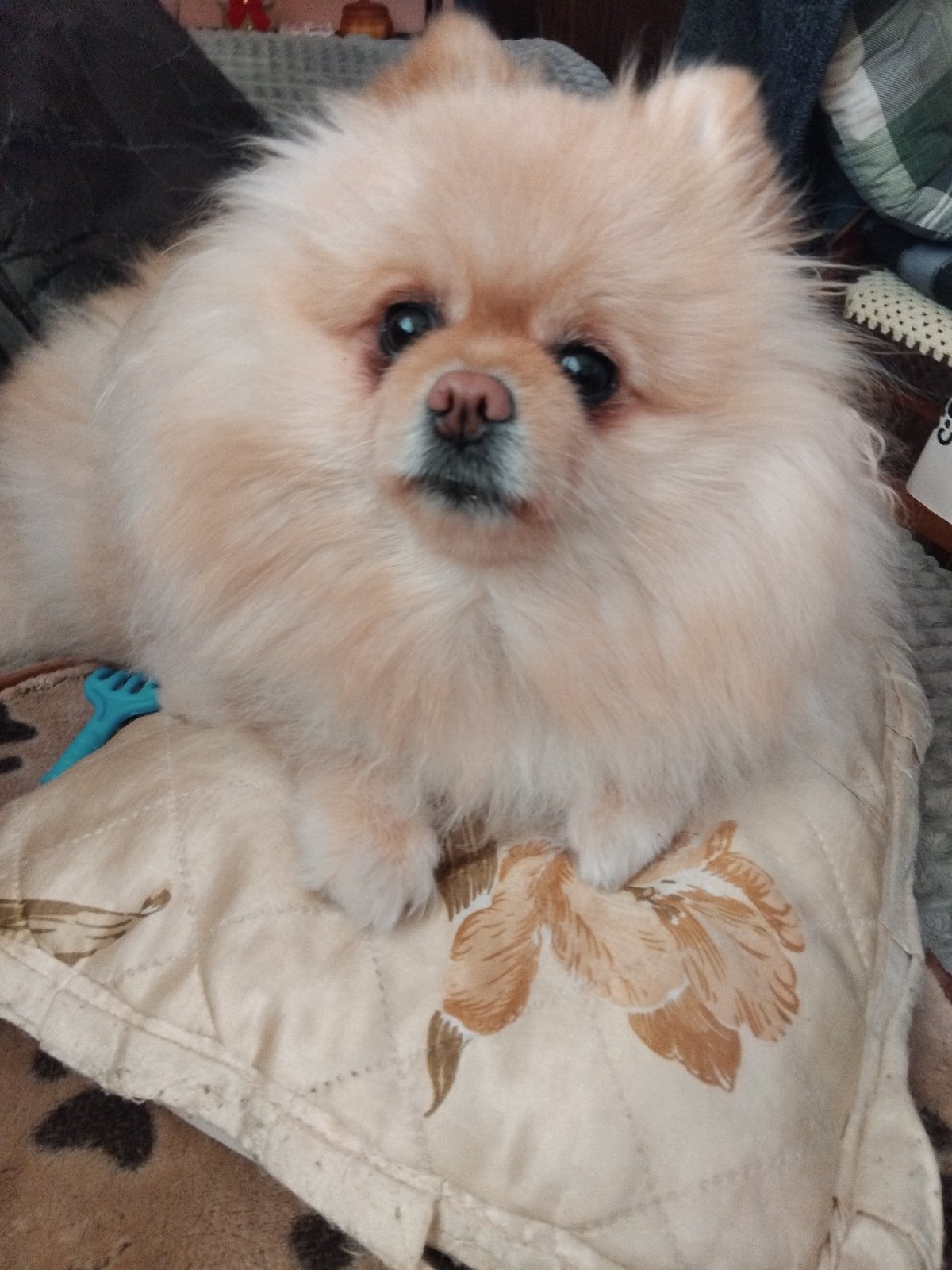 Pomeranian dog captured resting and playing in Apriltsi home