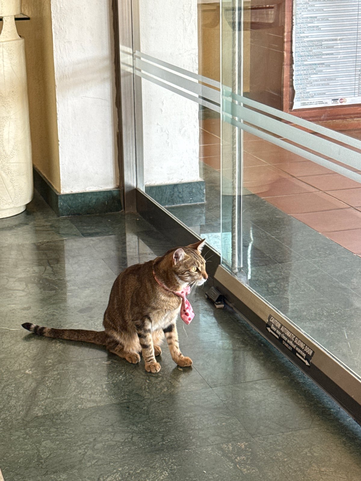 Bow-tied cat spotted at Playa del Carmen resort entrance