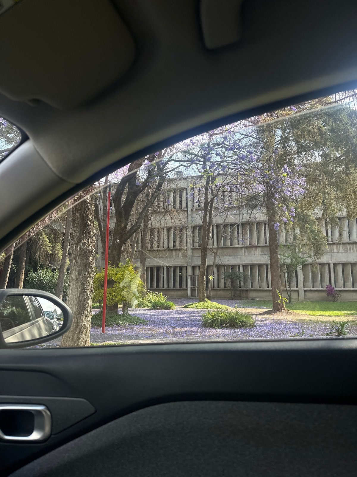 Purple-flowering trees frame concrete building in Puebla, Mexico