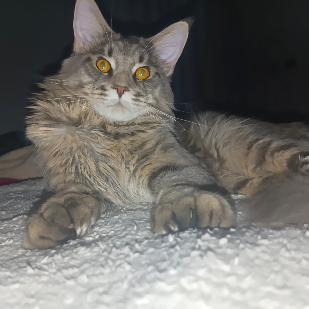 Maine Coon cat spotted resting indoors in Chaikovsky, Russia
