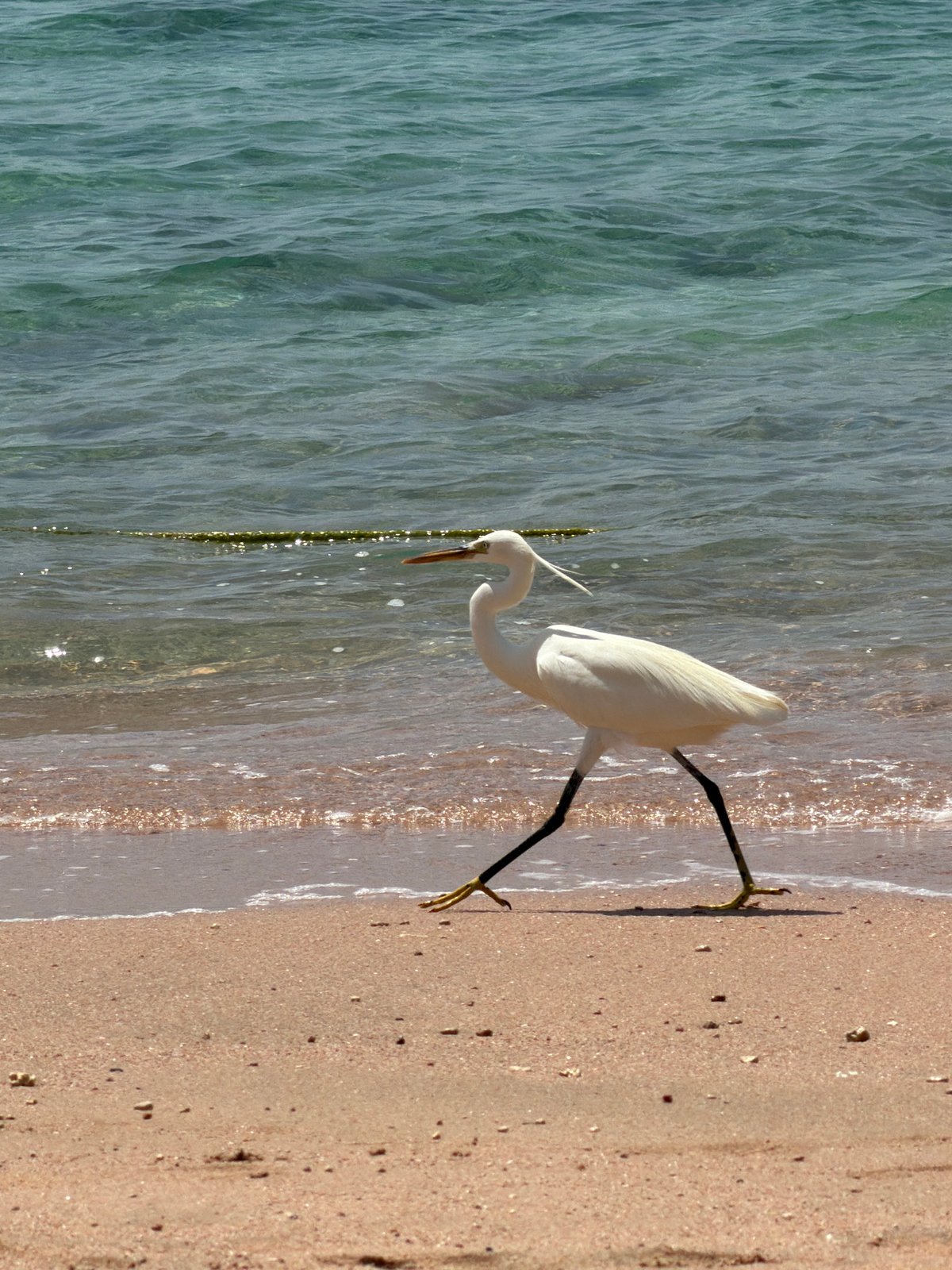 White egret forages along Sharm El Sheikh beach near tourists