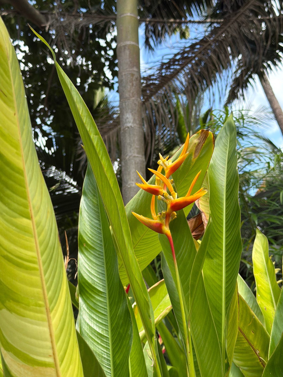 Golf carts and tropical gardens at a Ko Samui resort