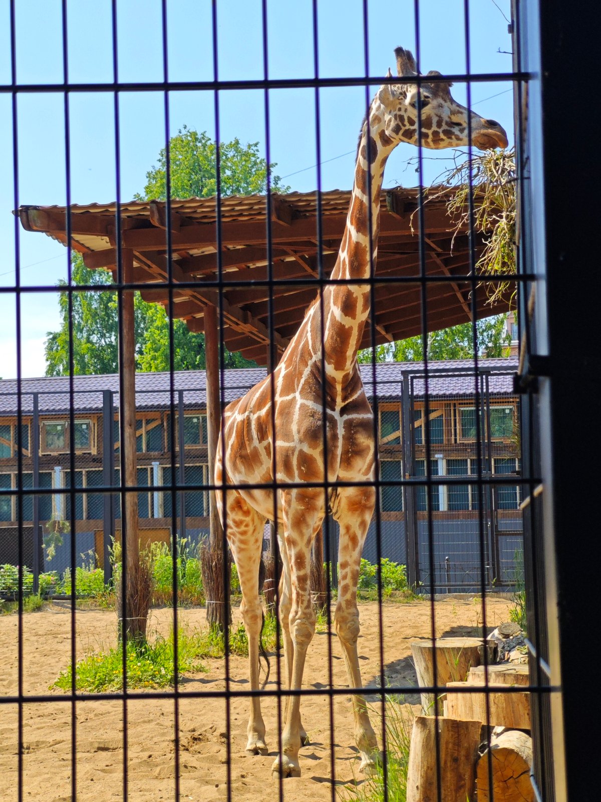 Morning zoo visit documented in Saint Petersburg