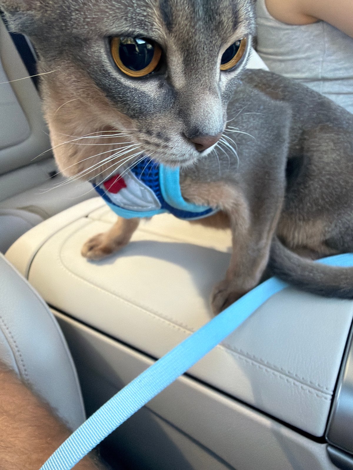 Harnessed cat sits on car console in Los Angeles