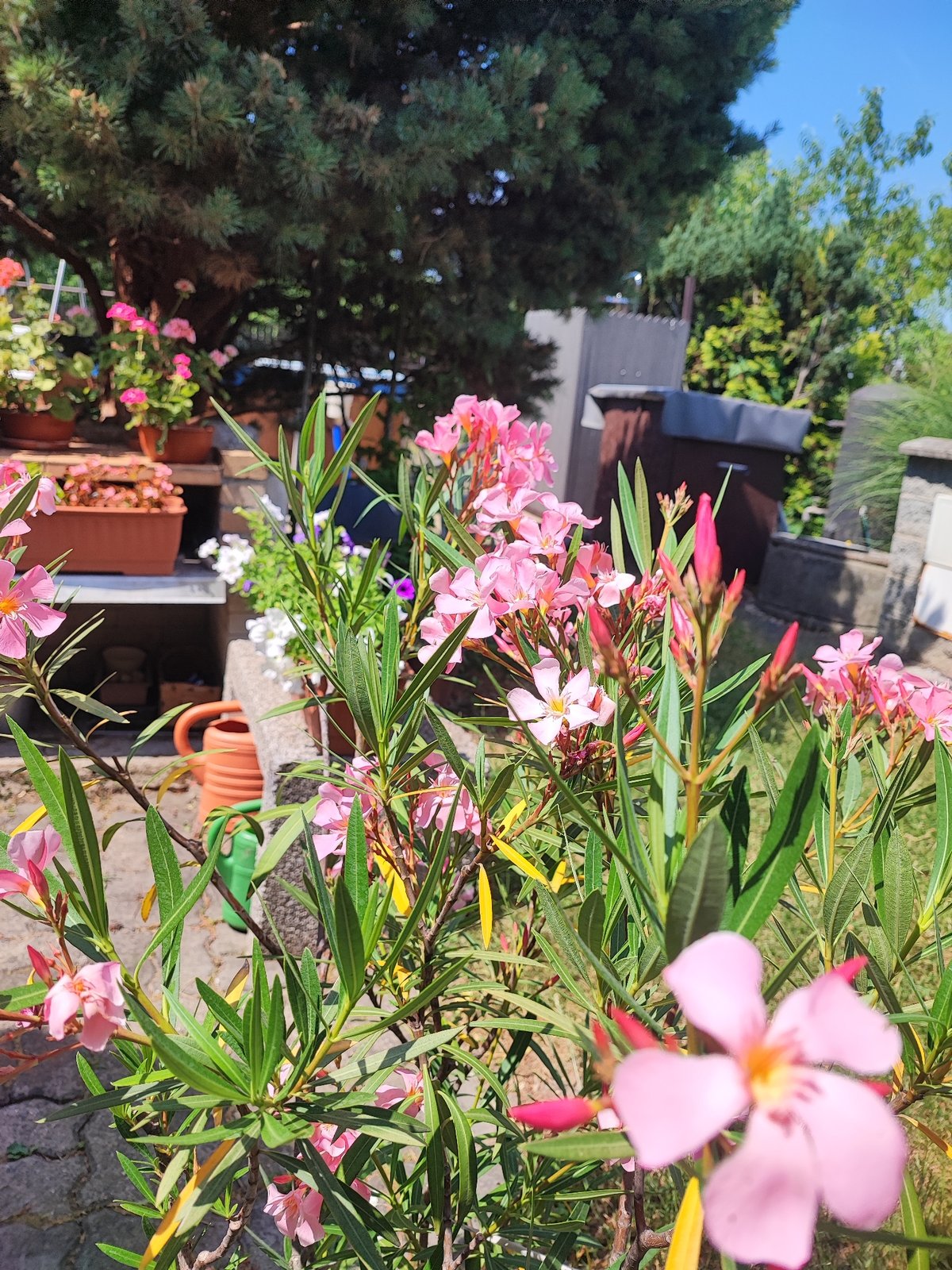 Sunny backyard in Opatovice: gardens, pool, and outdoor living