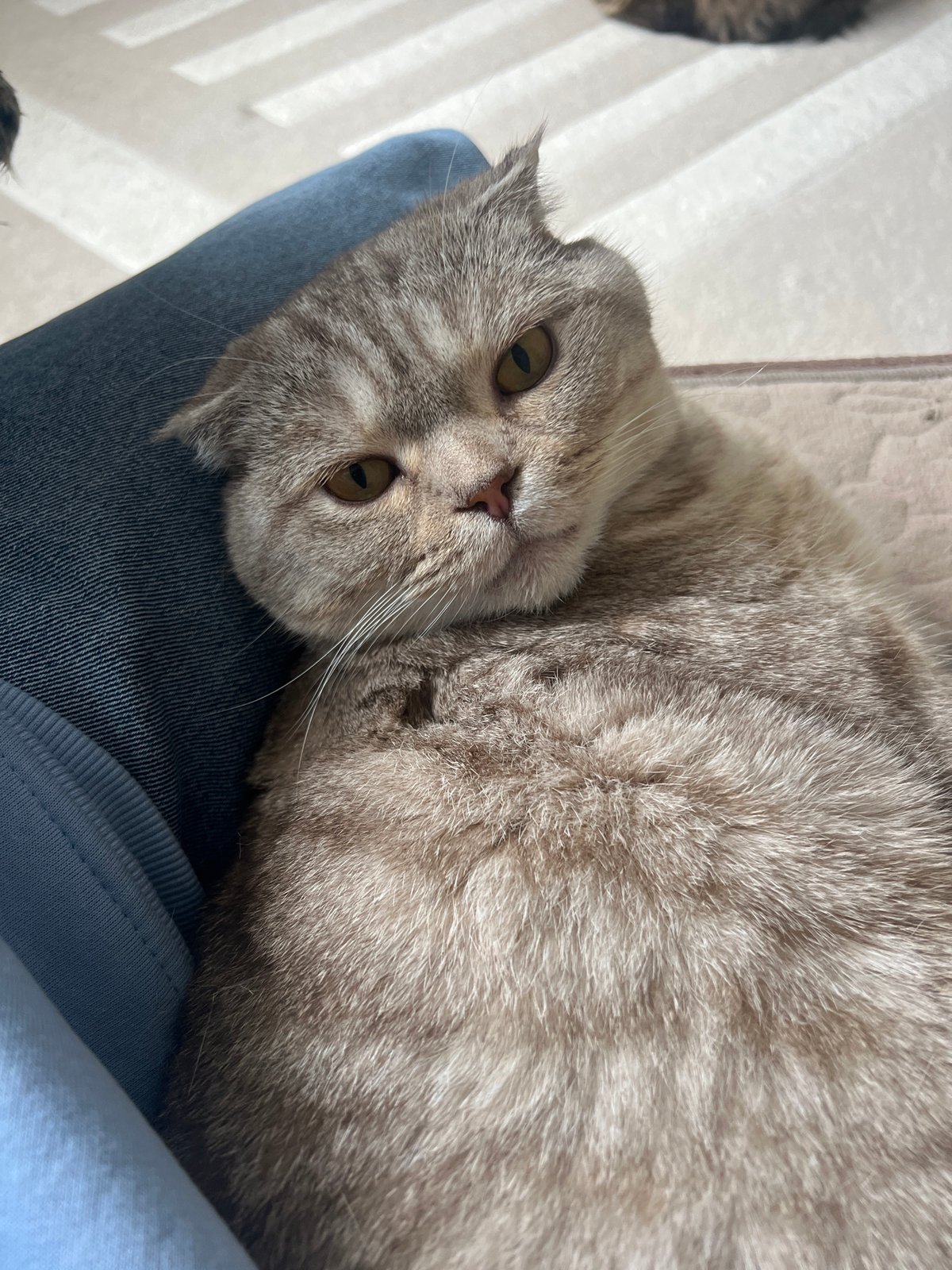 Morning cat companionship moments captured in Chaikovsky, Russia