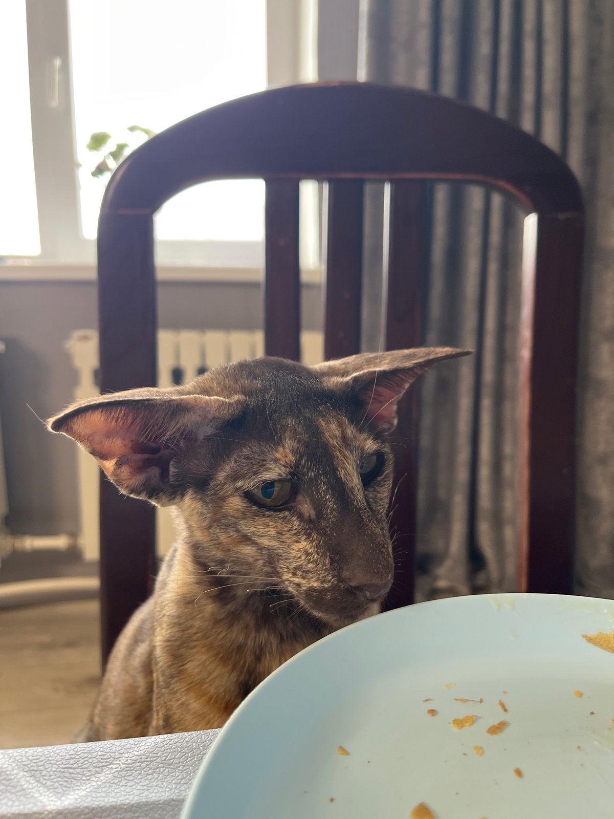 Lazy summer day with family, cats, and backyard life in Chaikovsky