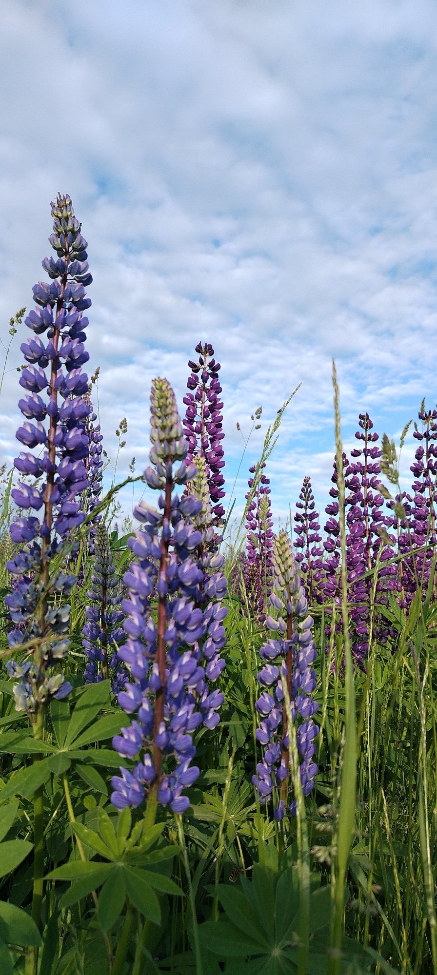 Woman photographed in blooming lupine fields near Зипуново, Russia
