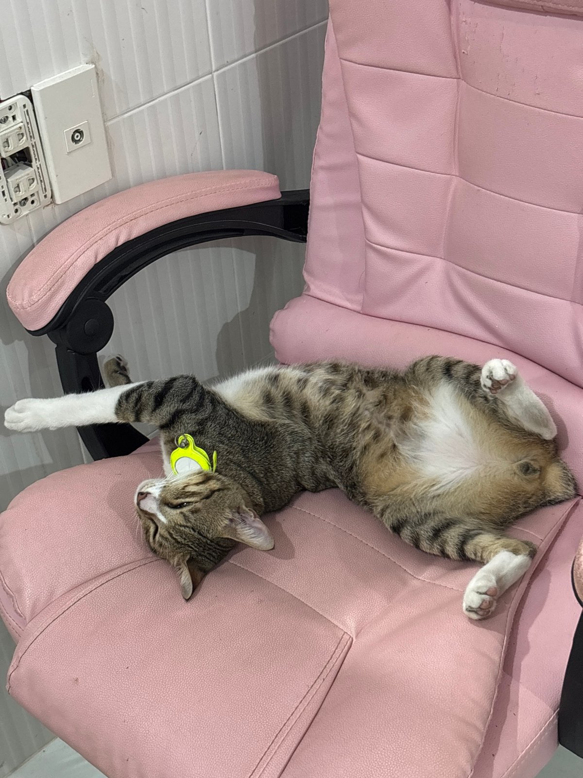 Tabby cat lounging on pink chair in tiled room