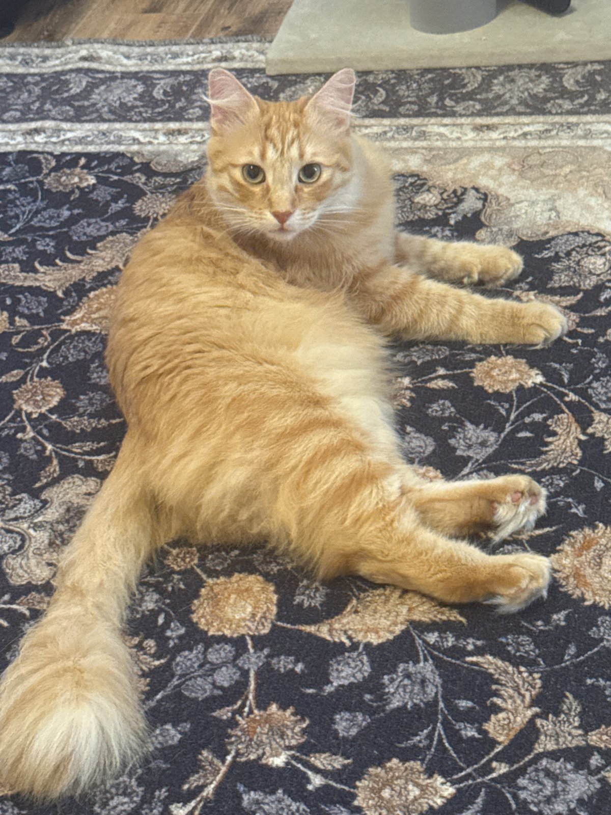 Cat on a rug, workers on a beam — rest in Krasnodar