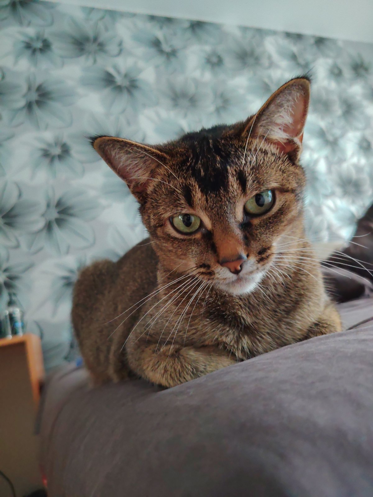 Cat, decor, and a medal inside a Syktyvkar apartment