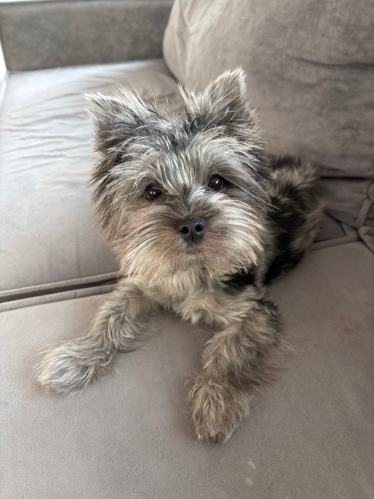 Family relaxes at home with small dog in Chaikovsky