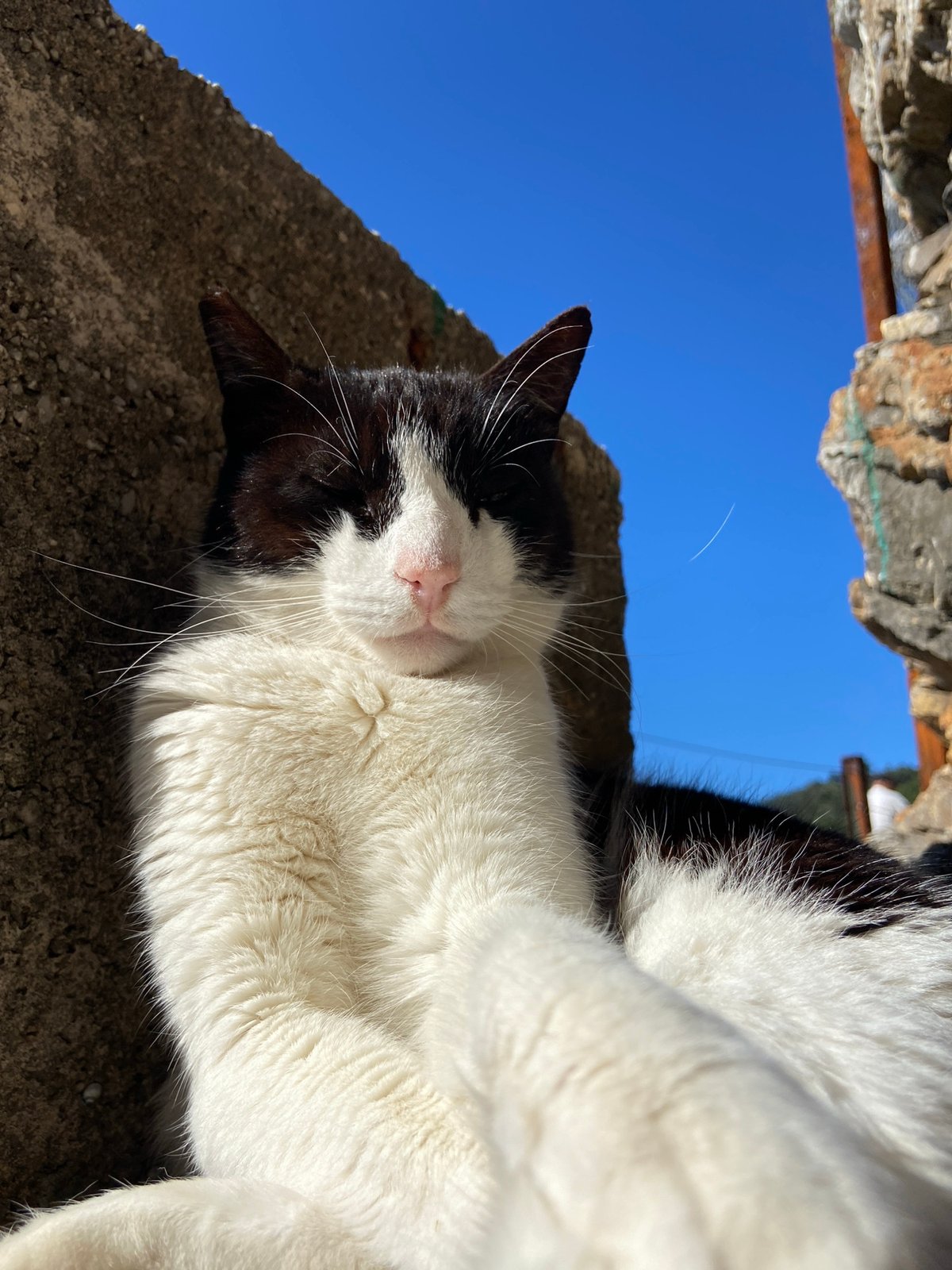 Cat rests by coast as visitor explores Pržno shoreline