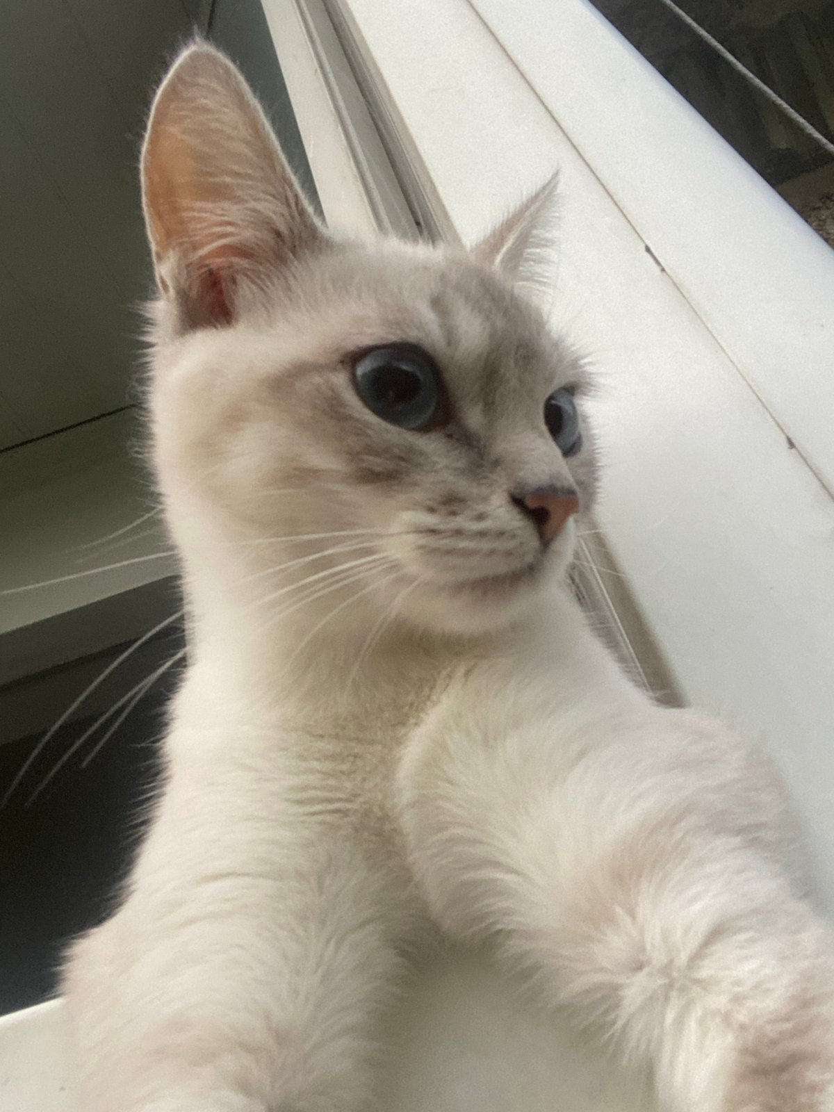 Blue-eyed cat on an Almaty windowsill, watching the city