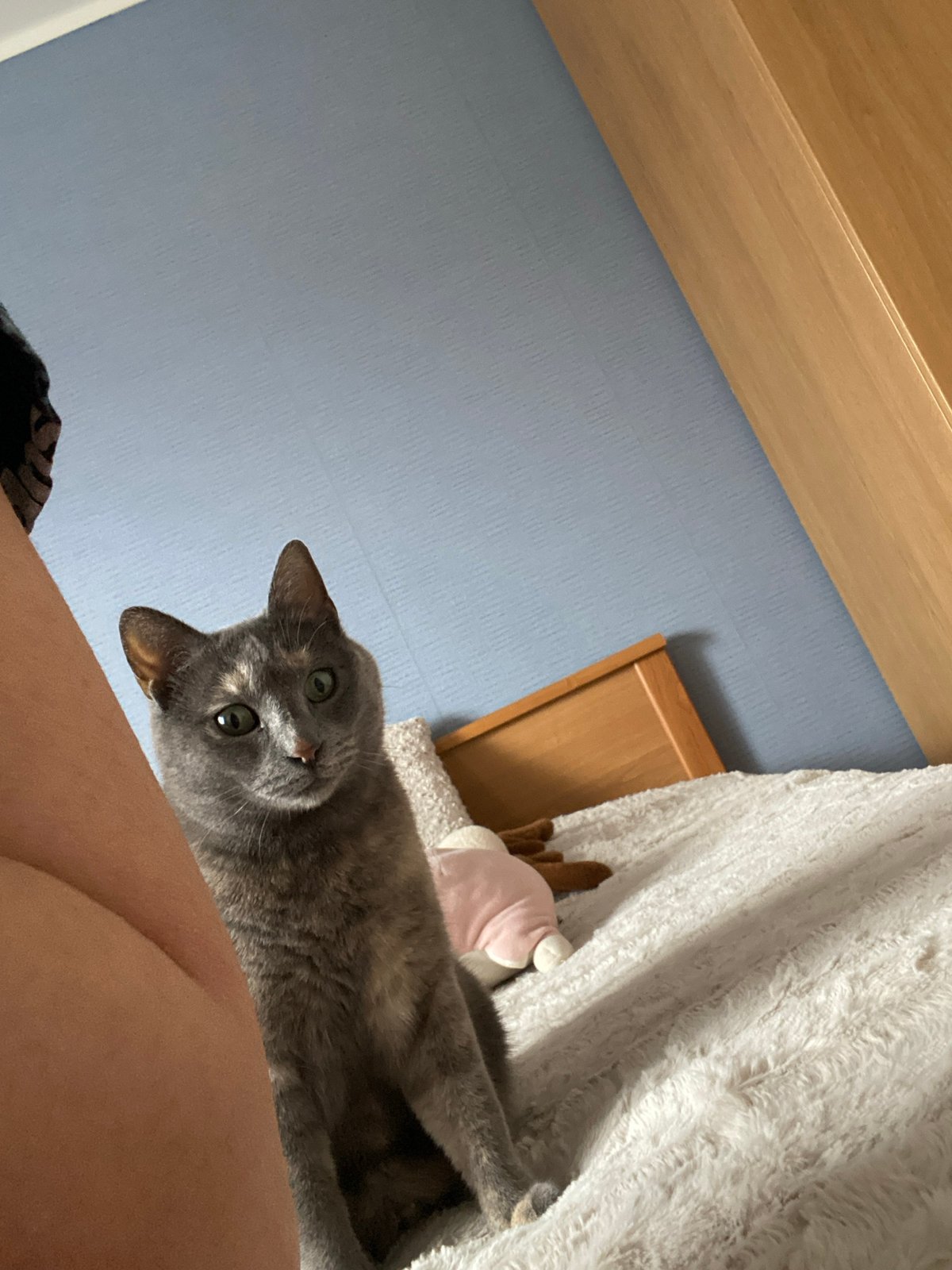Gray cat spotted in multiple indoor locations in Björklinge