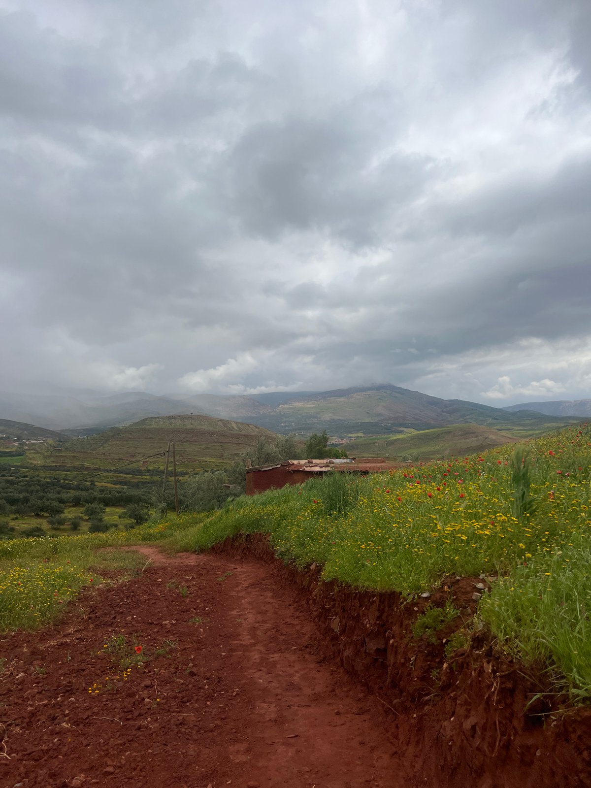 Spring wildflowers and rural scenes documented in Ouaouizert, Morocco