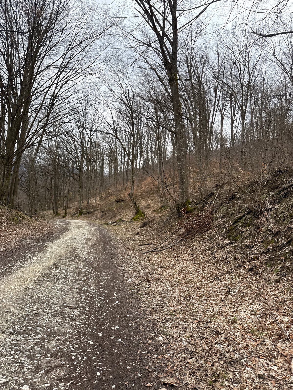 Forest path captured near Berkovitsa, Bulgaria in winter conditions