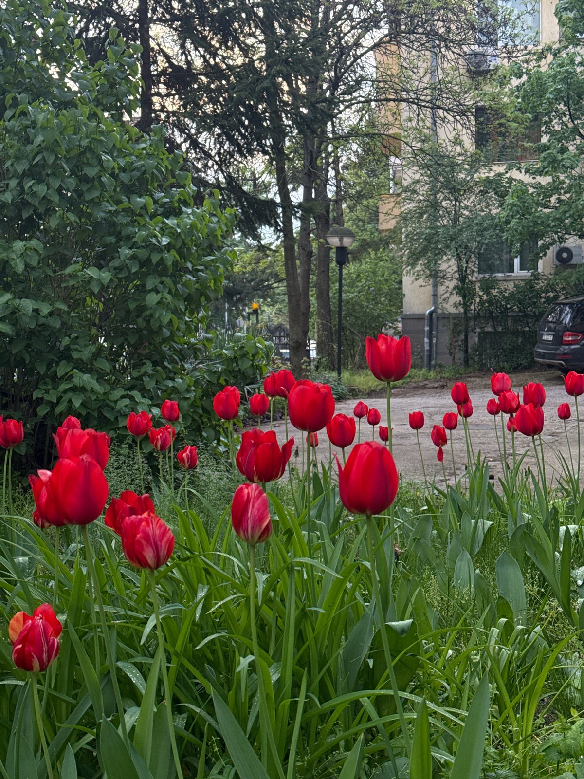 Garden scene documented in Sofia, Bulgaria early morning