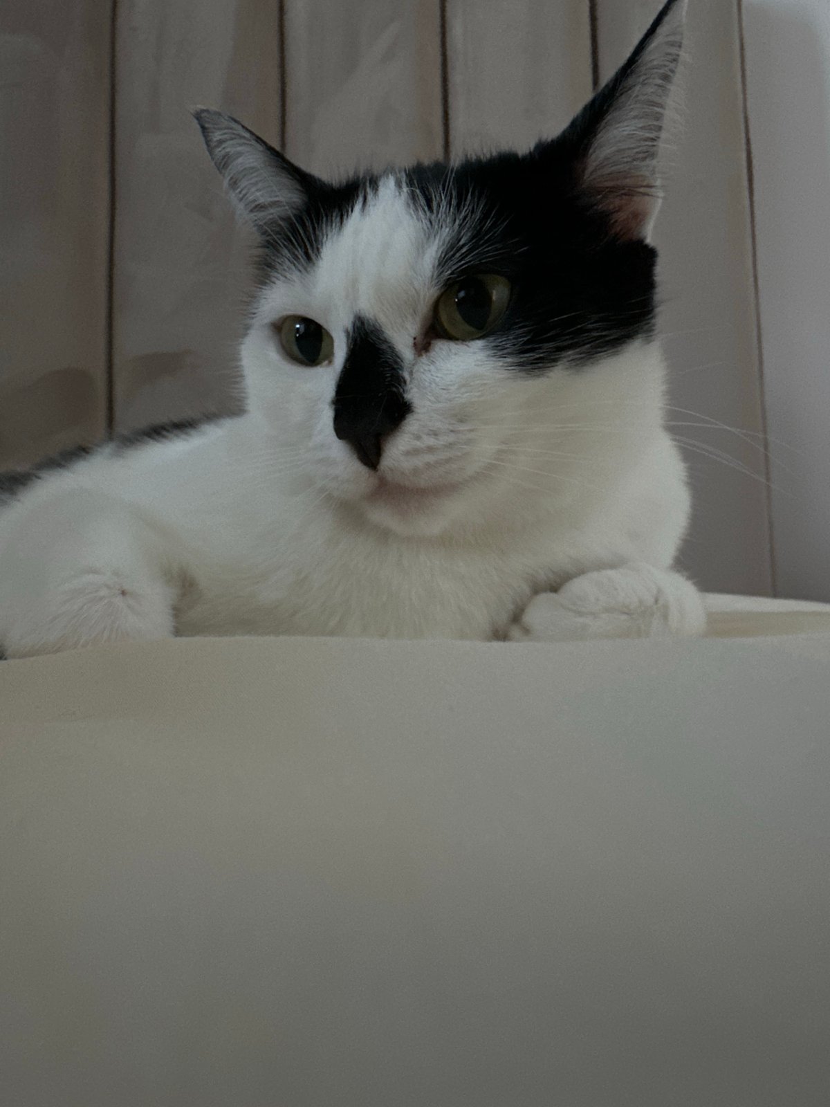 Black and white cat photographed in Kokshetau, Kazakhstan
