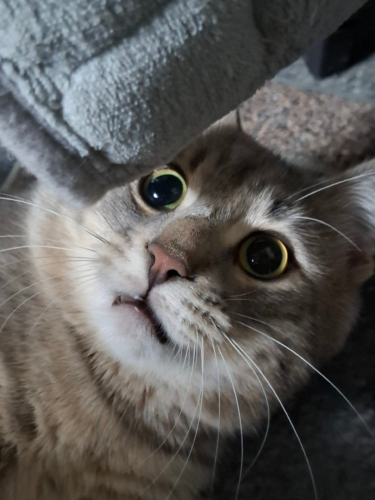 Gray tabby cat photographed in evening session in Novi Sad