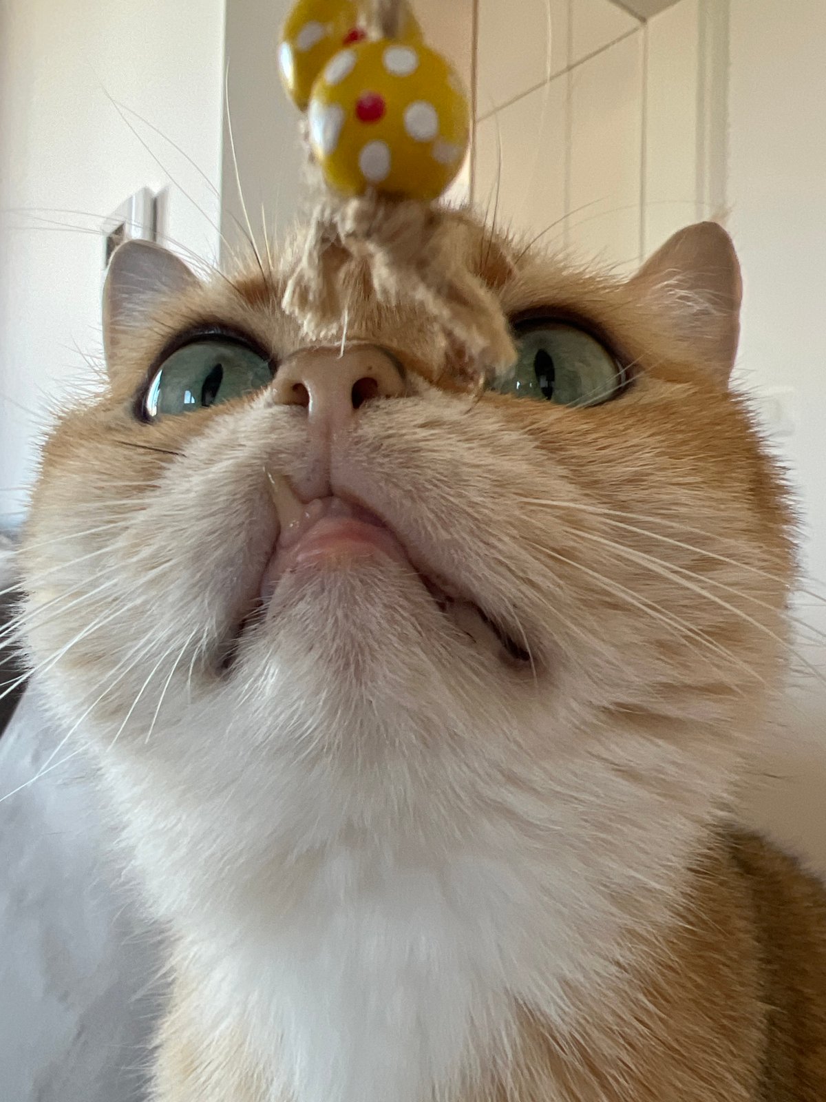 Cat photographed in close-up shot in Montenegro