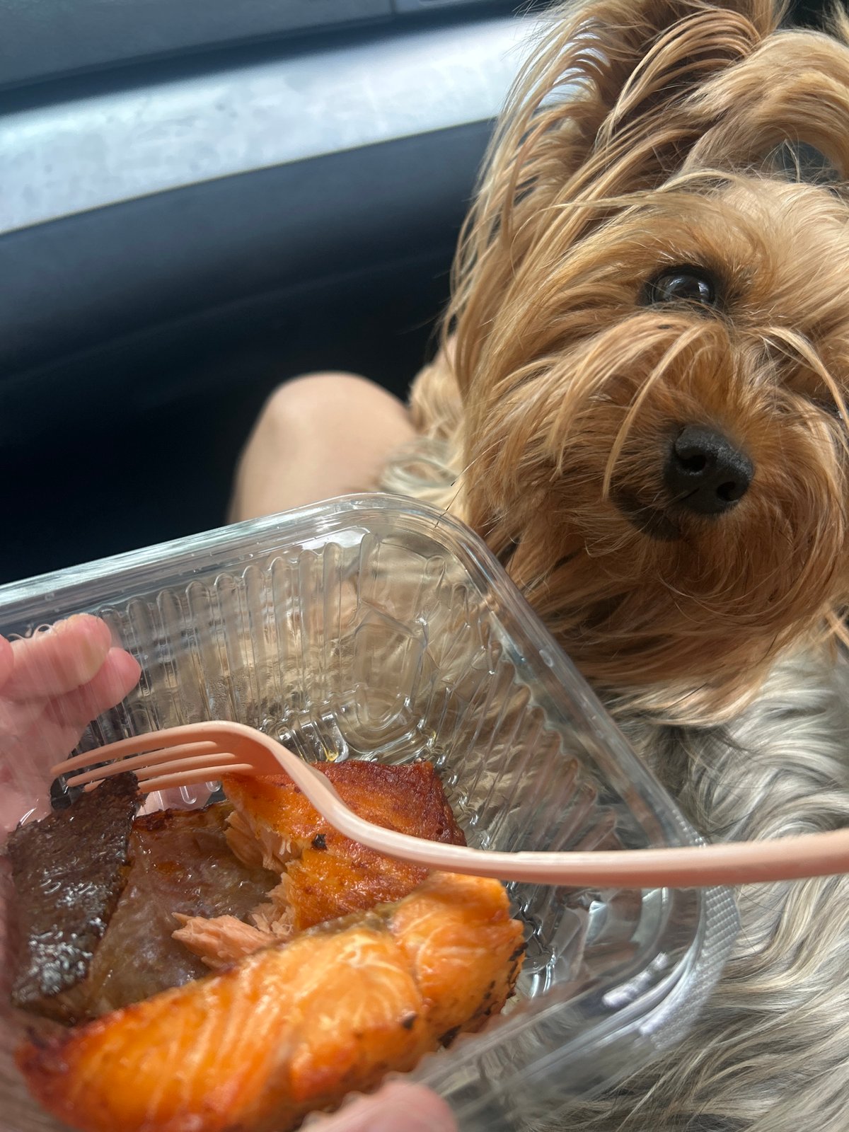 Yorkshire Terrier watches salmon meal in Burgas, Bulgaria