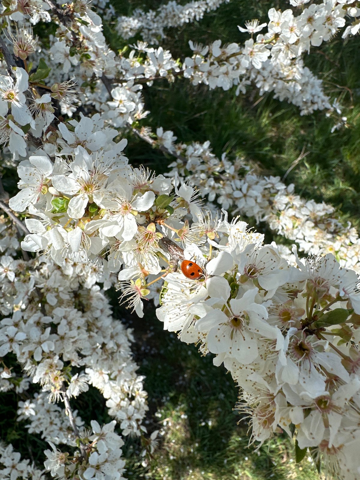 Spring Easter preparations and nature walks documented in Sofia
