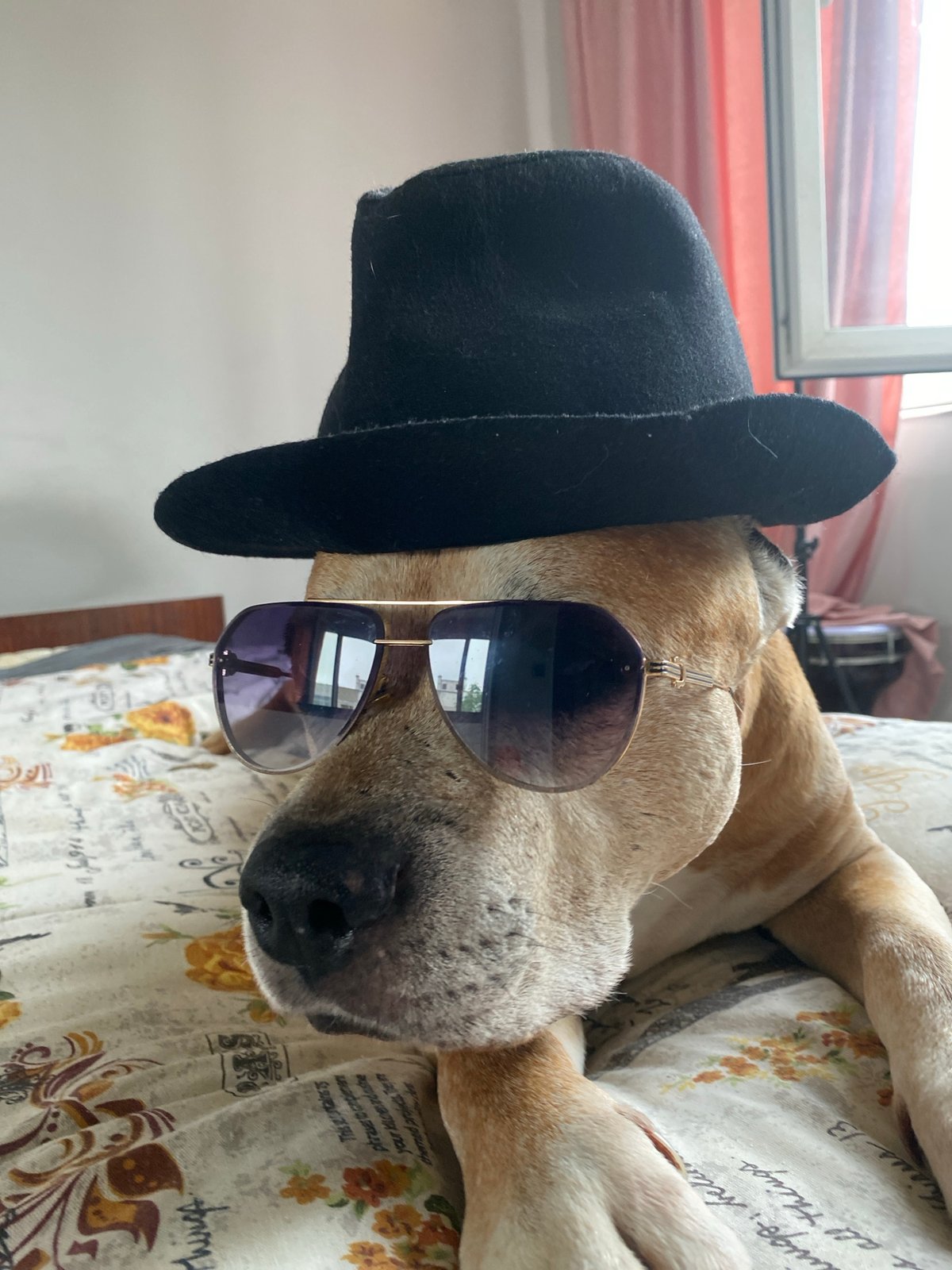 Dog in shades steals the show in Pleven selfie session