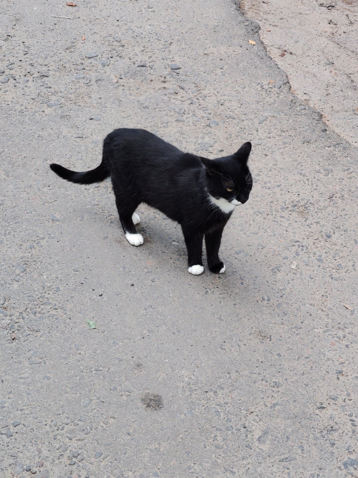 Black and white cat on a cracked Mahilyow street