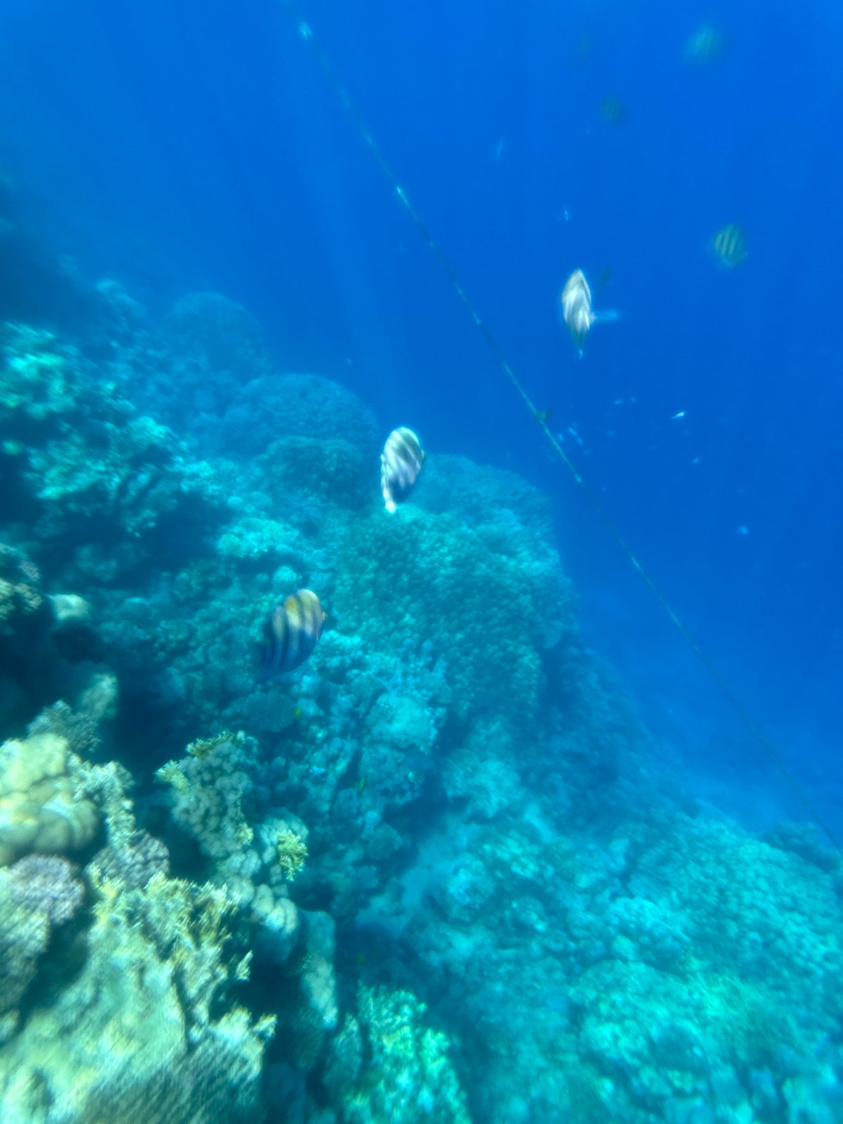 Underwater photography session documents marine life near Sharm El Sheikh