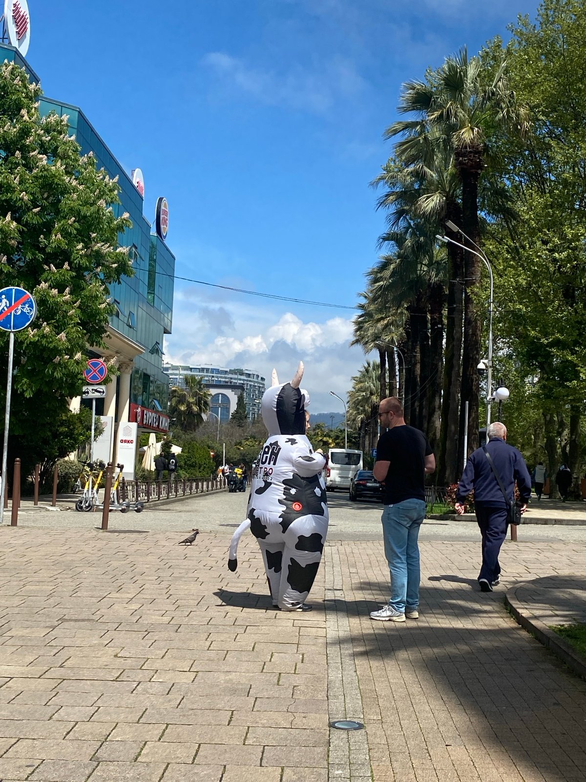 Person in cow costume spotted on Sochi sidewalk