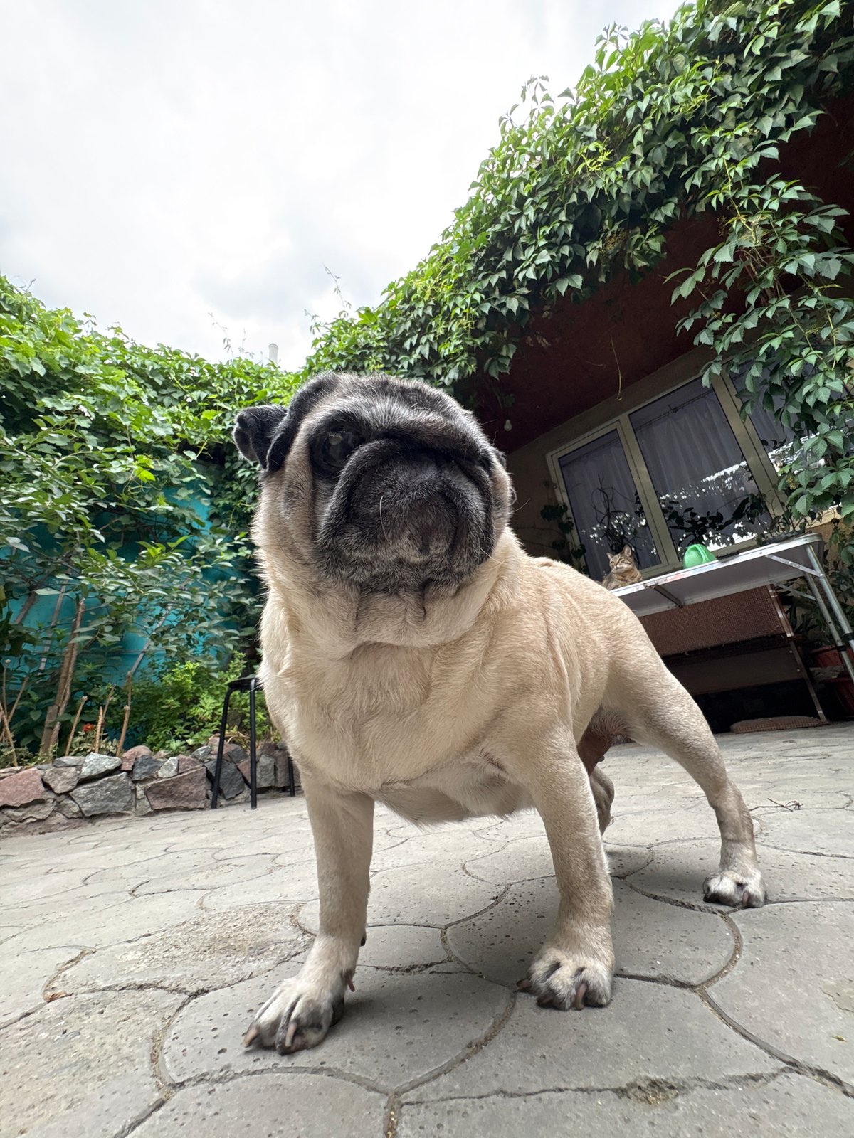 Cats and dog gather in Almaty backyard during stormy afternoon