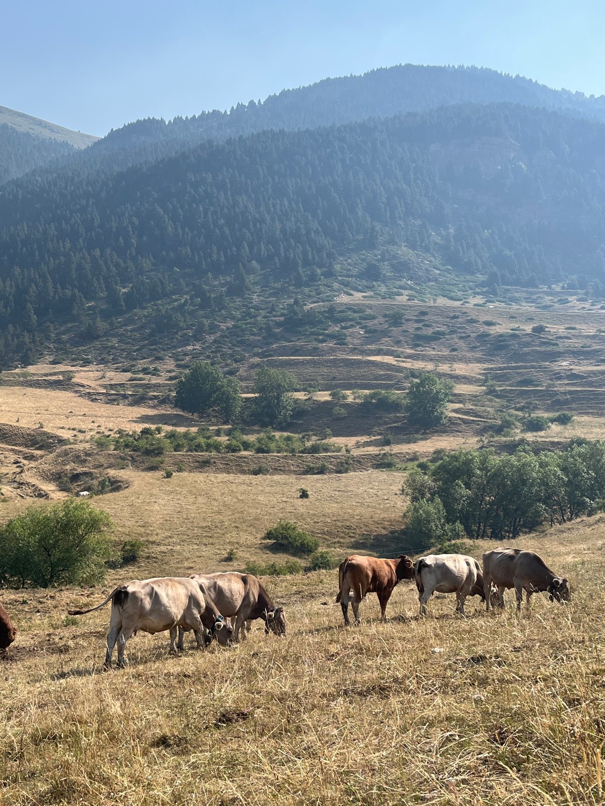 Cattle grazing on a mountain slope in the Pyrenees near Benasque